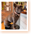 Profile picture of Didi the Doggie